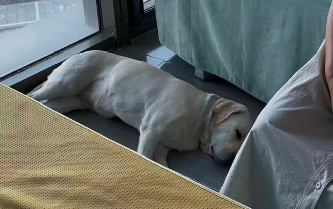 认虐犬打犬爬完泰山后狗狗体检健康希望它能尽早回到身边不朽情缘平台网站“带导盲犬夜爬泰山”当事人再发声：否(图3)