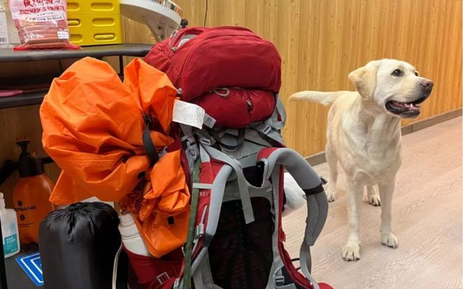 认虐犬打犬爬完泰山后狗狗体检健康希望它能尽早回到身边不朽情缘平台网站“带导盲犬夜爬泰山”当事人再发声：否(图7)