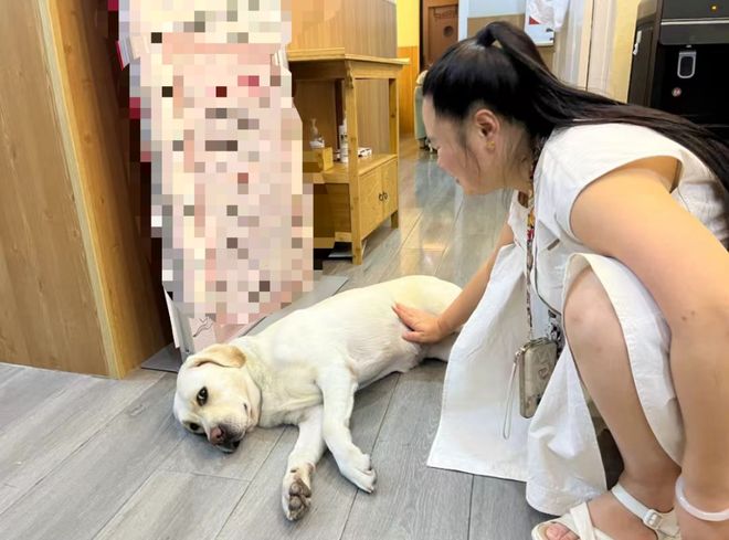 认虐犬打犬爬完泰山后狗狗体检健康希望它能尽早回到身边不朽情缘平台网站“带导盲犬夜爬泰山”当事人再发声：否(图6)