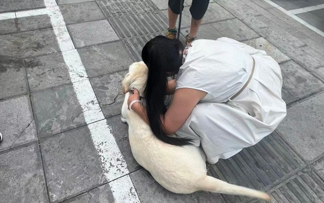 认虐犬打犬爬完泰山后狗狗体检健康希望它能尽早回到身边不朽情缘平台网站“带导盲犬夜爬泰山”当事人再发声：否(图1)