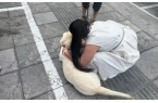 认虐犬打犬爬完泰山后狗狗体检健康希望它能